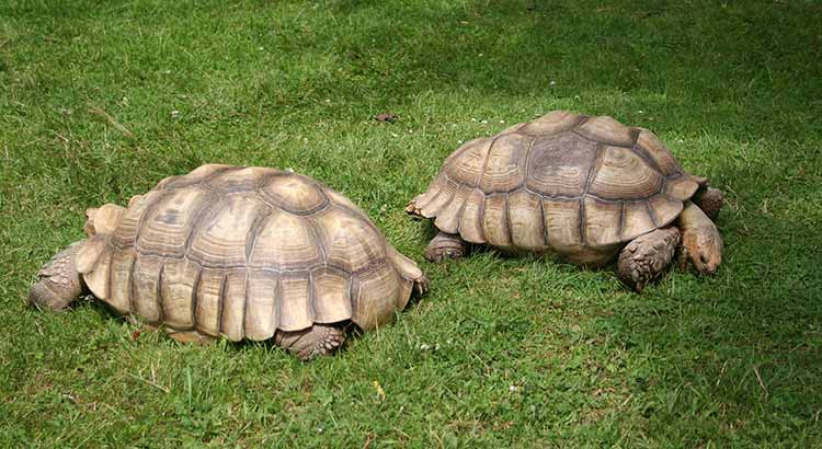 The Best Substrate and Bedding for a Sulcata Tortoise