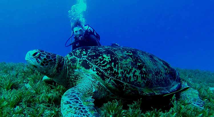 Can Sea Turtles Breathe Underwater?