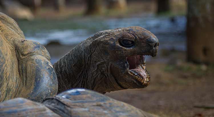 Do Tortoises Bite Why How Hard Real Life Experience Turtleowner Com