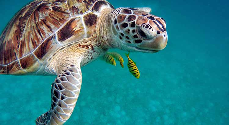 How Long Can Sea Turtles Stay Underwater?