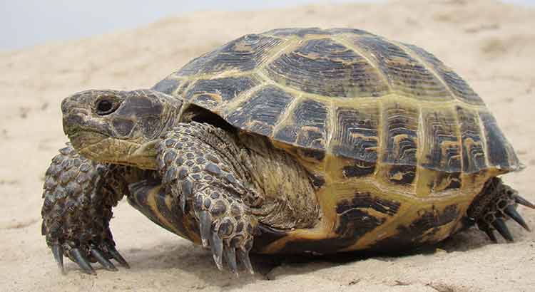 How Long Do Russian Tortoises Live ?