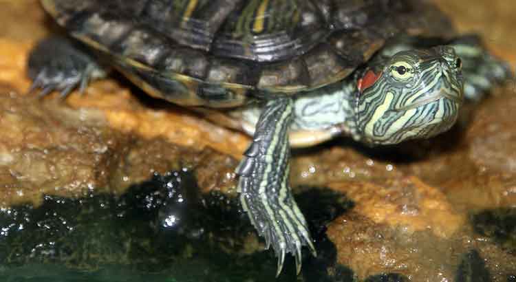 How To Tell If Your Turtle Is Male Or Female With Pictures Turtle Owner,Turtle Shell
