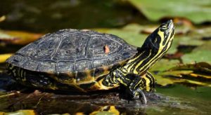 Do Turtles Pee? The Surprising Answer( With Video) – TurtleOwner.com