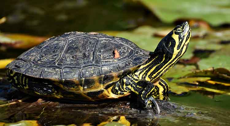 Les tortues sont-elles des mammifères ?  (Avec photos et vidéos)