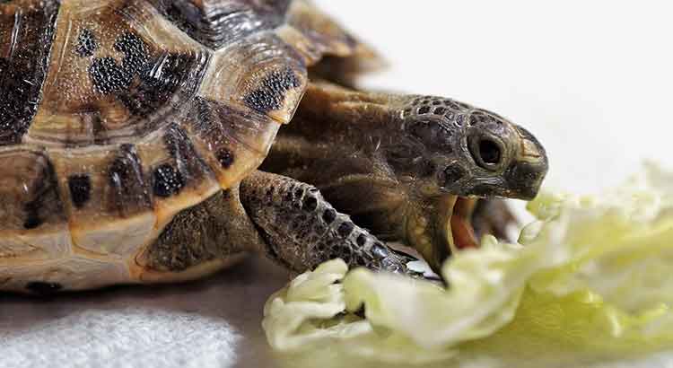 Can Turtles Get Fat or Overweight? What to Do in This Situation
