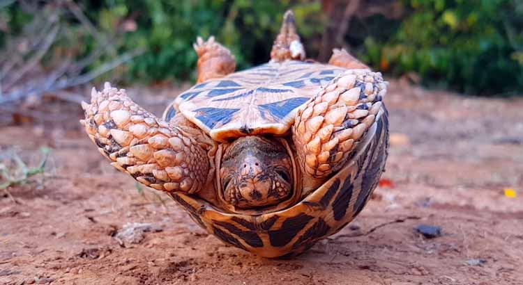 Can Upside Down Tortoises Turn Over Pictures And Video Turtleowner Com