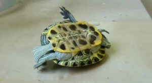 Can Upside Down Turtles Turn Over? (With Pictures and Video ...