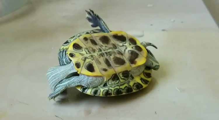 Can Upside Down Turtles Turn Over? (With Pictures and Video)
