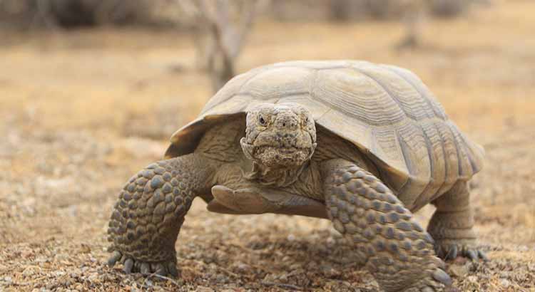 Do Tortoises Hibernate? (with Videos)