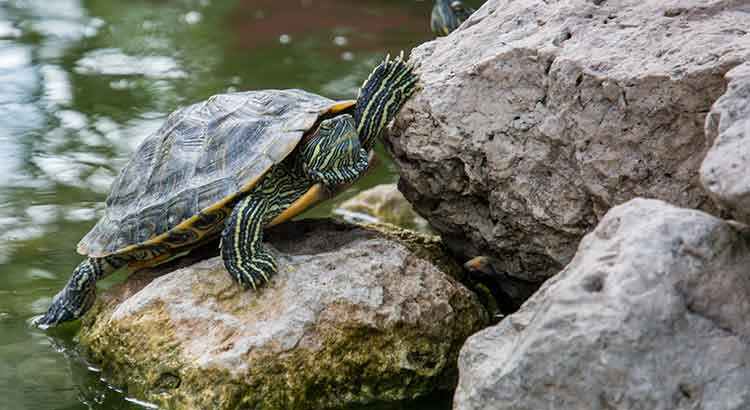 How Long Can Red Eared Sliders Stay Out of Water 