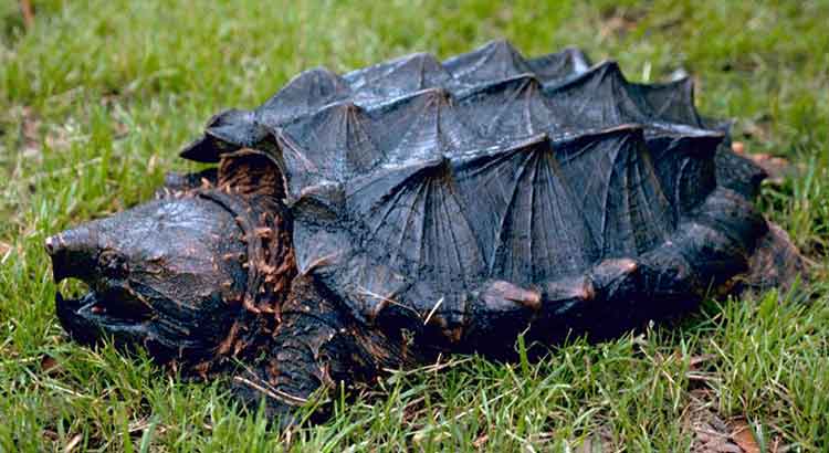 How Long Do Alligator Snapping Turtles Live ?