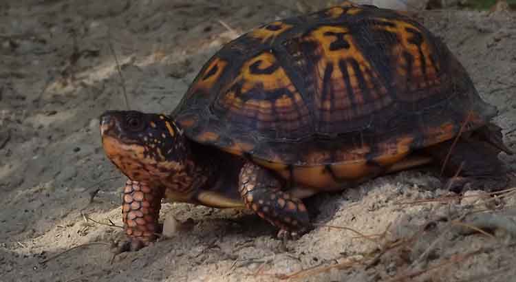 How Long Do Box Turtles Live ?