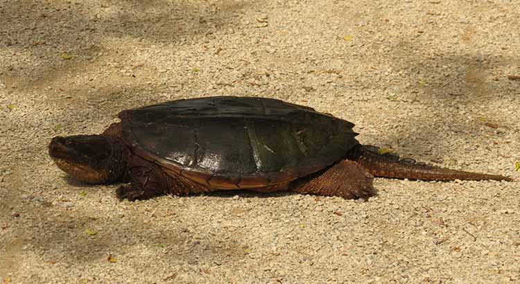 How Long Do Common Snapping Turtles Live