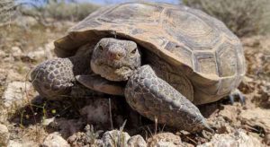 How Long Do Desert Tortoises Live ? – TurtleOwner.com