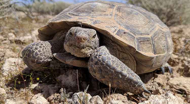 How Long Do Desert Tortoises Live ?
