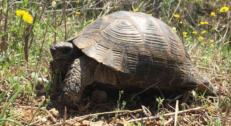 How Long Do Greek Tortoises Live ?