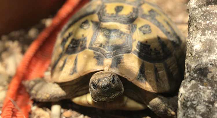 How Long Do Hermann Tortoises Live ?