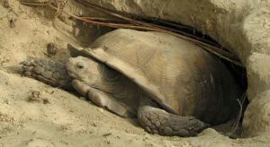 How Long Do Sulcata Tortoises Live ? – TurtleOwner.com