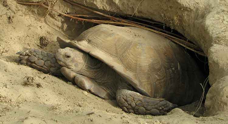 How Long Do Sulcata Tortoises Live Turtle Owner,Wallaby Pet Price