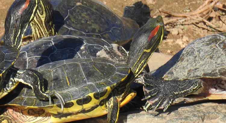 How Many Eggs Do Red Eared Slider Turtles Lay