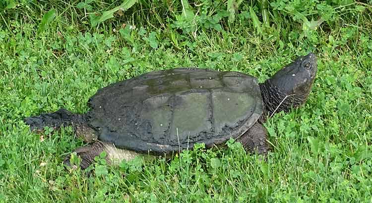 How Many Eggs Do Snapping Turtles Lay