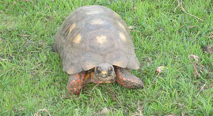 The Best Substrate and Bedding for a Red-Footed Tortoise