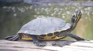 Is My Yellow Bellied Slider Male or Female? (Guide with Pictures ...