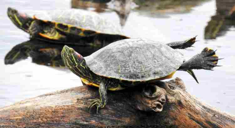 Why Do Turtles Stick Their Legs Out