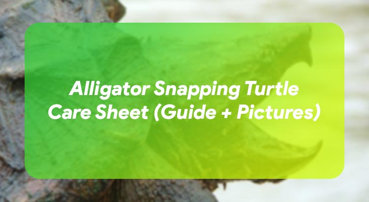Alligator Snapping Turtle Care Sheet (Guide + Pictures)