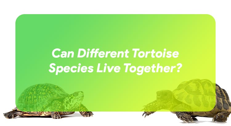 Can Different Tortoise Species Live Together?