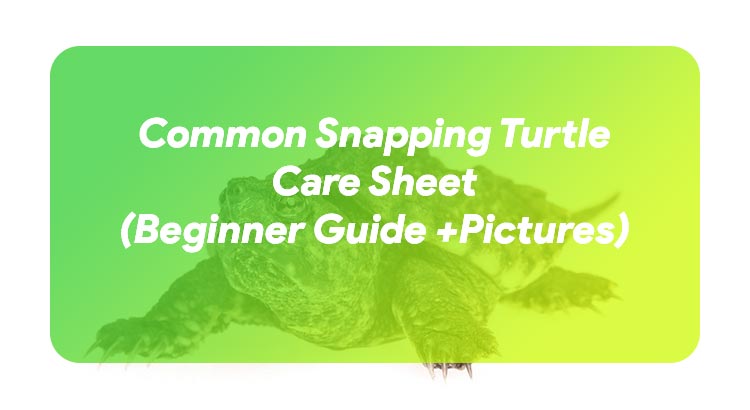 Common Snapping Turtle Care Sheet (Beginner Guide +Pictures)