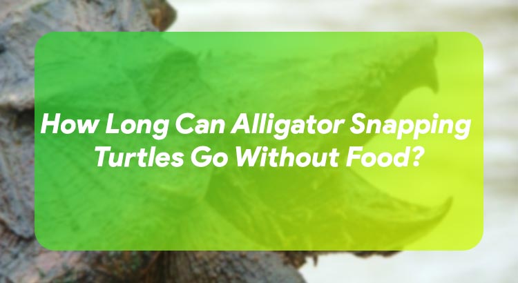 How Long Can Alligator Snapping Turtles Go Without Food?