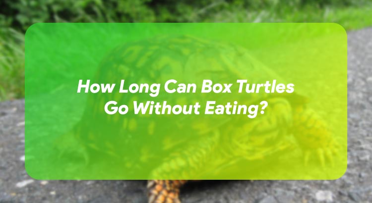 How Long Can Box Turtles Go Without Eating?