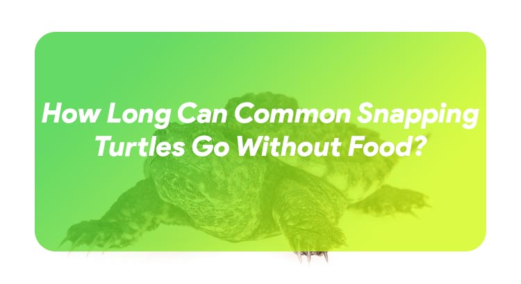 How Long Can Common Snapping Turtles Go Without Food?