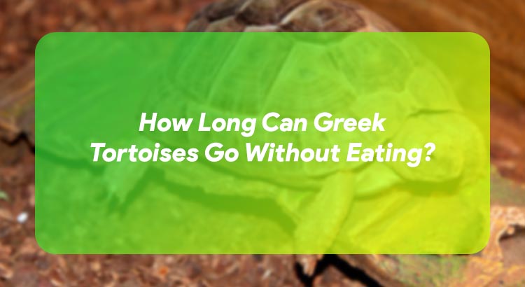 How Long Can Greek Tortoises Go Without Eating?