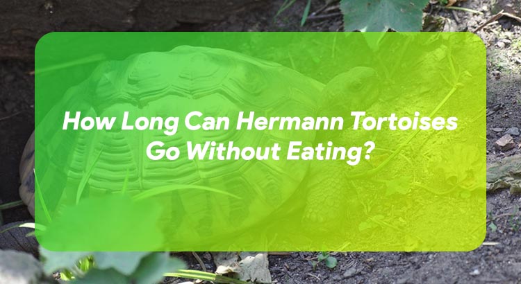 How Long Can Hermann Tortoises Go Without Eating?