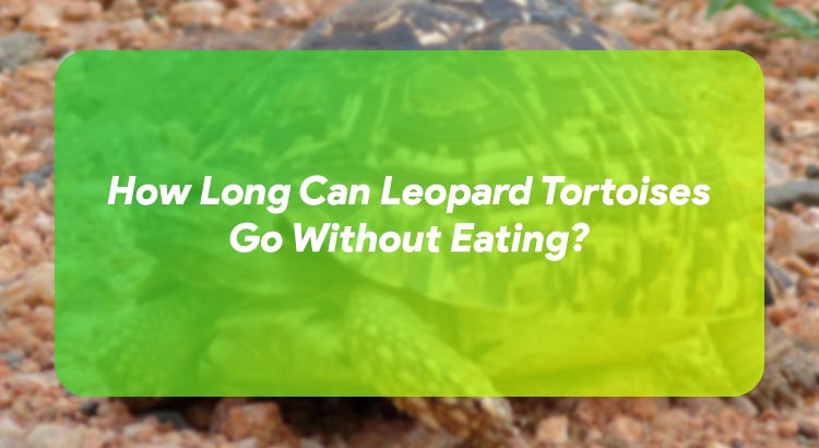 How Long Can Leopard Tortoises Go Without Eating?