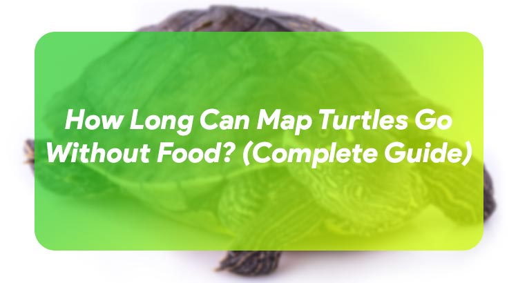How Long Can Map Turtles Go Without Food? (Complete Guide)