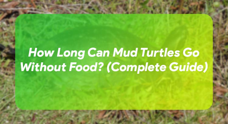 How Long Can Mud Turtles Go Without Food? (Complete Guide)