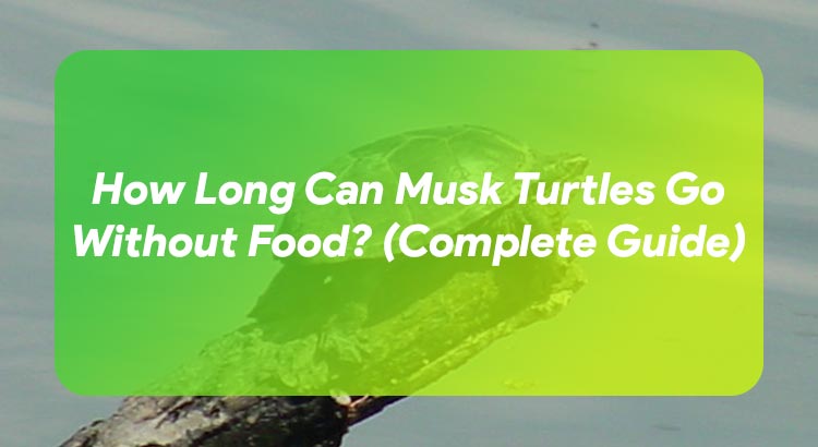 How Long Can Musk Turtles Go Without Food? (Complete Guide)
