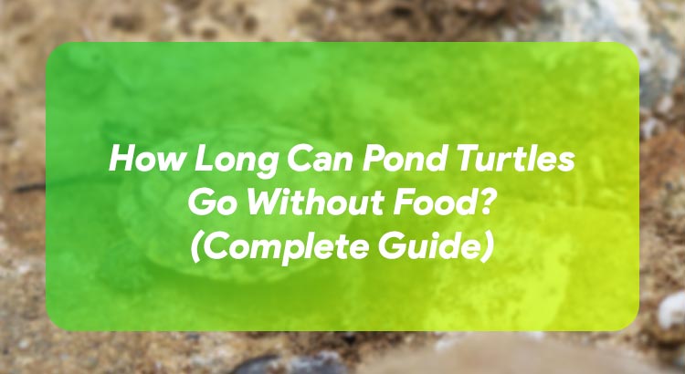 How Long Can Pond Turtles Go Without Food? (Complete Guide)