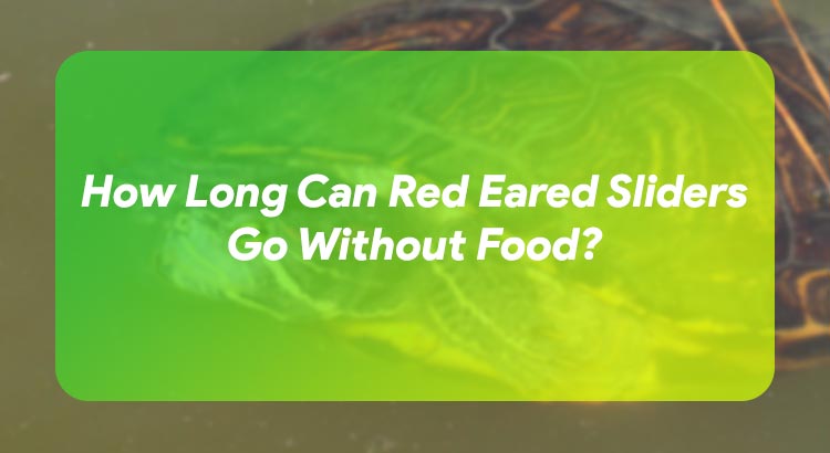 How Long Can Red Eared Sliders Go Without Food?