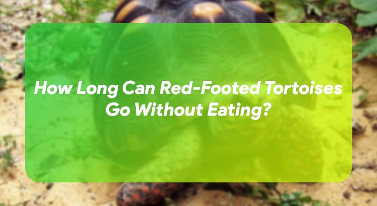 How Long Can Red-Footed Tortoises Go Without Eating?
