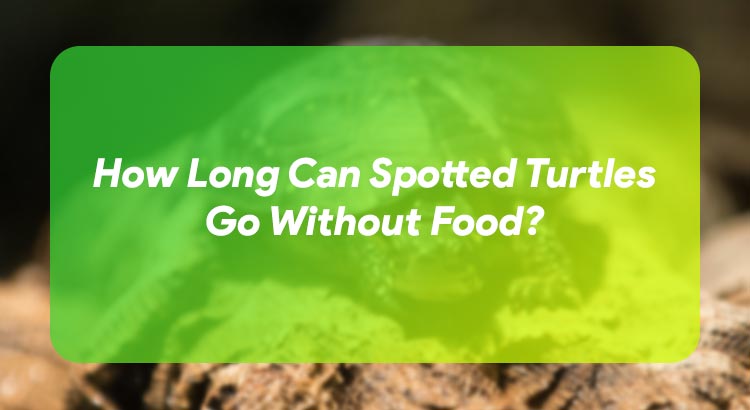 How Long Can Spotted Turtles Go Without Food?