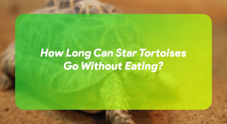 How Long Can Star Tortoises Go Without Eating?