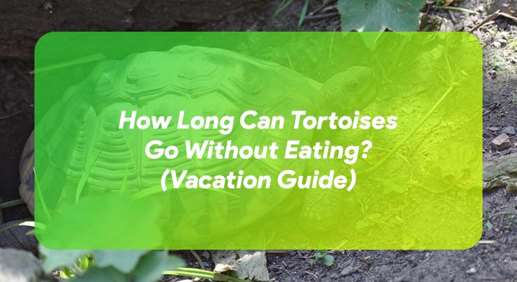 How Long Can Tortoises Go Without Eating? (Vacation Guide)