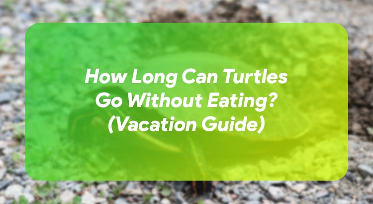 How Long Can Turtles Go Without Eating? (Vacation Guide)