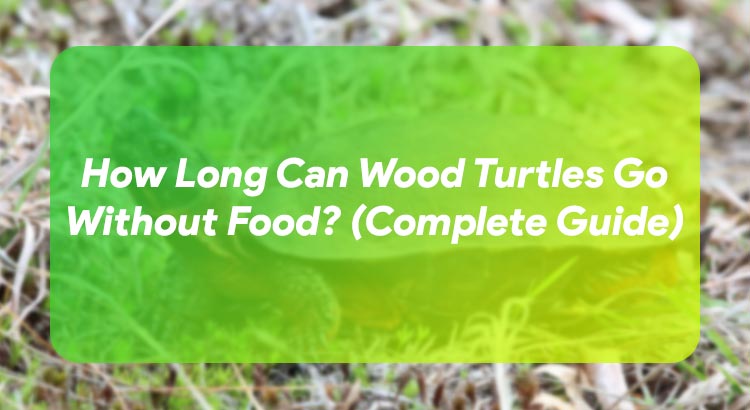 How Long Can Wood Turtles Go Without Food? (Complete Guide)