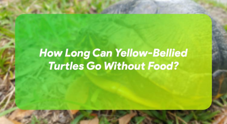 How Long Can Yellow-Bellied Turtles Go Without Food?