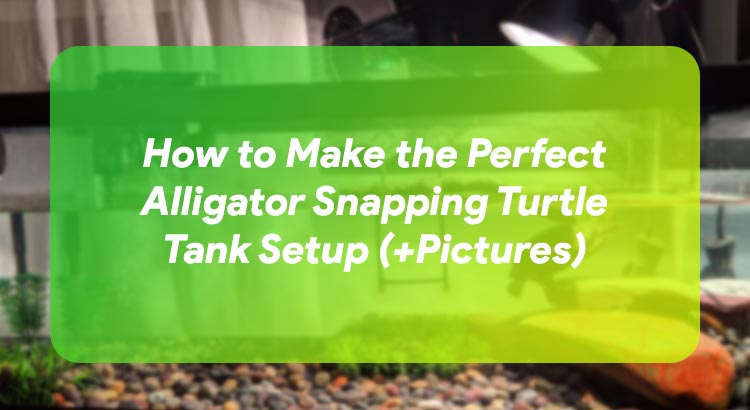 How to Make the Perfect Alligator Snapping Turtle Tank Setup